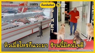 เจ้าของร้านขายเนื้อใจดี ผู้มอบความรักและแบ่งปันอาหารให้กับสัตว์จรทุกตัวที่อ้อนขอ | Dog's Clip