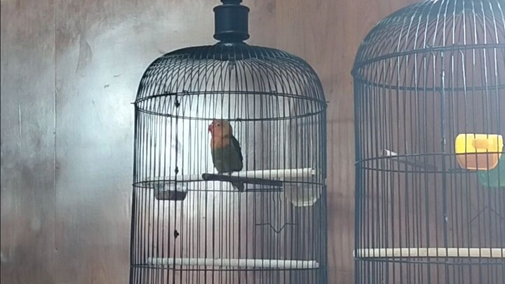 love bird balibu ngekek