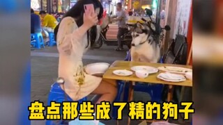 盘点那些成了精的狗子，不送去上学太可惜了