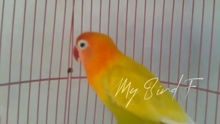 SUPER!! Lovebird ini LANGSUNG Bisa BIKIN Lovebird LELET Bunyi, CUKUP 1 menit RESPON