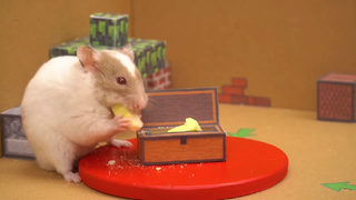 ภารกิจของหนูแฮมสเตอร์ EP 211