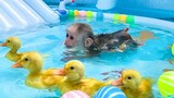 BiBi猴学小鸭子游泳，画面不要太搞笑！