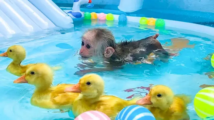 Animal|The Baby Monkey Swims