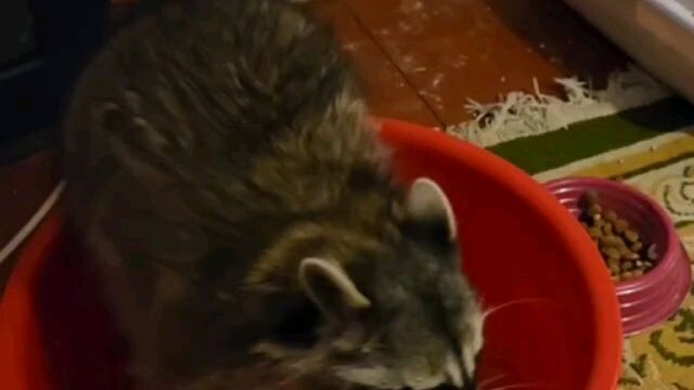 Good morning from Raccoon from Kherson/来自赫尔松的浣熊早上好