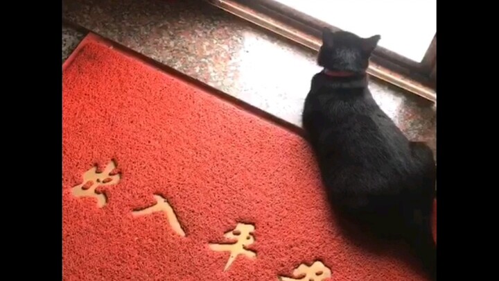 I underestimated my cat’s social skills