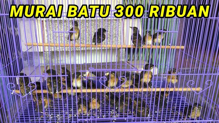Murai 300 an. Termurah se-Indonesia. Bongkar Stock baru di Kios ABADI BIRD Palmerah.