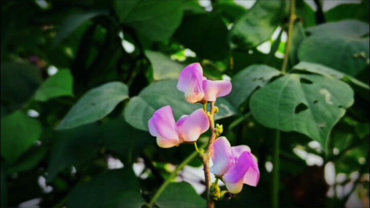flower video