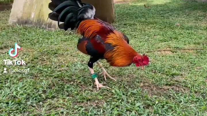 My personal BC pure JJ out in out kelso imported.