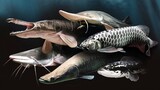 7 Jenis ikan predator air tawar berbentuk unik dan ganas