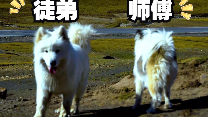 Tibet witnessed my journey of rescuing dogs—starting with two and eventually bringing four home! Tim