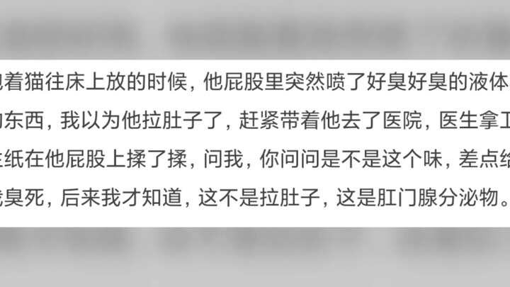 Apa lelucon lucu yang pernah kamu alami saat pertama kali memelihara kucing?
