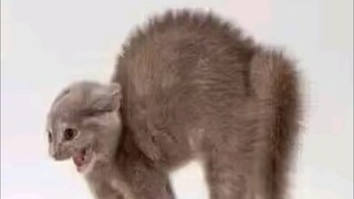 Are you still going to use the Spinosaurus form when you are already like this? Hakimi, you...