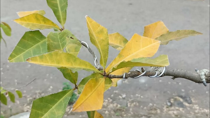 RESIKO JIKA TIDAK MENGENAL KARAKTER SETIAP JENIS POHON BONSAI