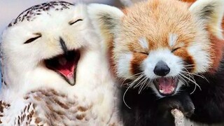 Funny animals