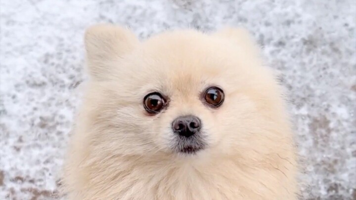 funny animal dog video #short #funny #dog #animal #bilibili #viralvideo #foryou #fiyp #usa #China