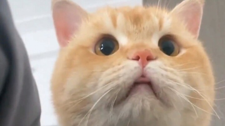 The cat forgot to retract its tongue.