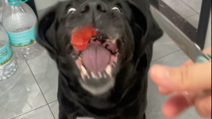 Poor guy raising a dog