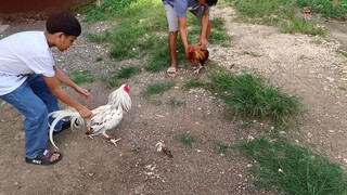 Golden Boy Sweater VS White Kelso Spar