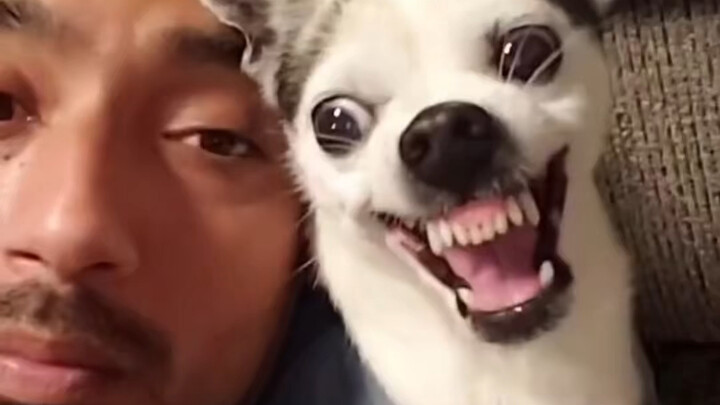 اصنع صوت نباح الكلاب وشاهد رد فعلهم