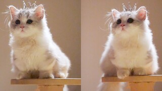 Even if the crown falls off, I’ll still hold my head high and remain a princess.