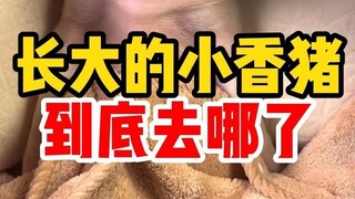 Mengapa tidak ada seorang pun yang mengunggah foto babi-babi kecil yang telah mereka pelihara selama