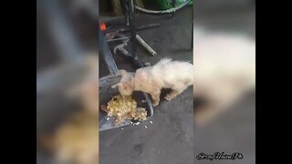 White Kitten, Have Mange