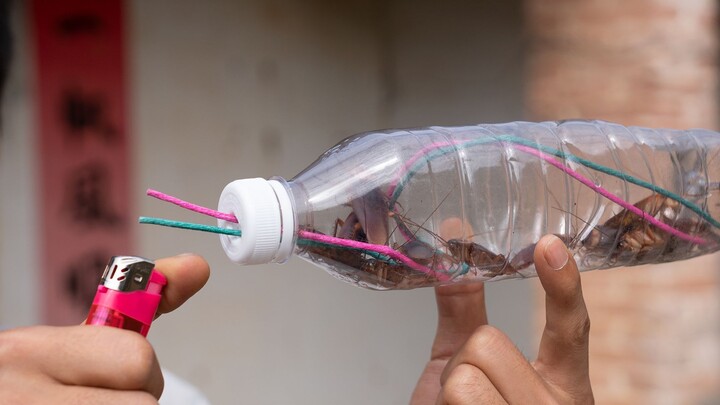 Kecoak; apakah ini membuat kita bisa merasakan suasana Tahun Baru lebih awal?