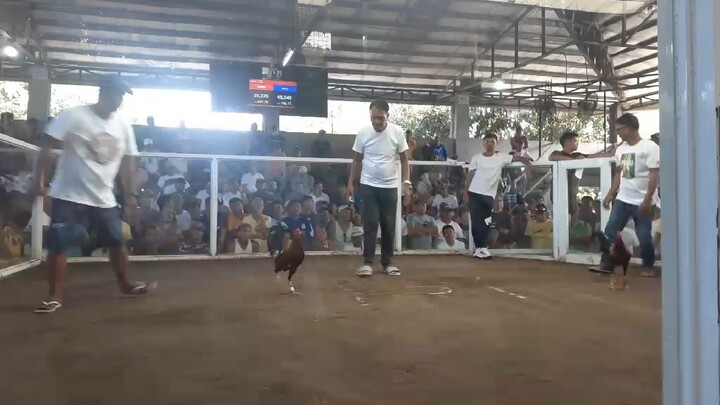 Duke hulsey lemon x roundhead