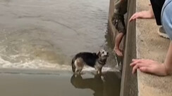 Thank you, Dog-Saving Hero