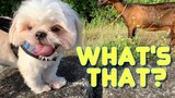 Shih Tzu Dog Hunts Down A Unicorn | Cute & Funny Dog Video