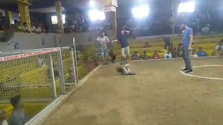 win qaz gf Kanawayon