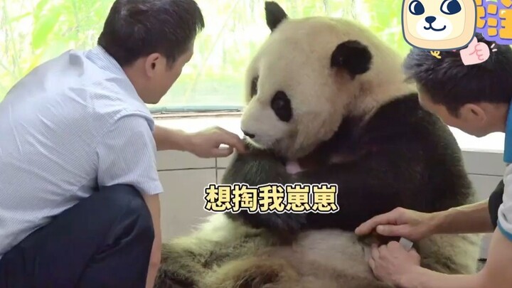 Hai vai gánh một cái đầu đi thăm bà đẻ