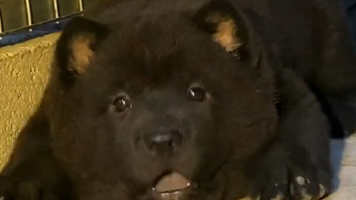It’s the “Five-Black Dog” that even dirt flees at the sight of—extremely rare, with a black coat and