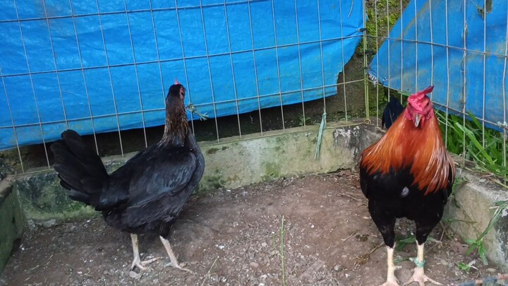 AEJ Sweater Gilmore x Joeblack/haroldBrown Grey