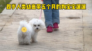 Thử lần đầu tiên một mình dắt chó ra ngoài đi dạo