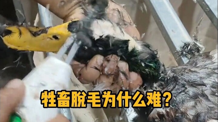 ทำไมการกำจัดขนสัตว์จึงยาก? #ความรู้ทั่วไป #ผ่อนคลาย #กำจัดขน #เพิ่มความรู้