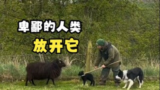 It turns out there's a trick to catching sheep!