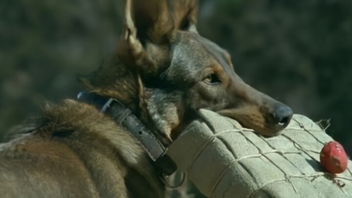 Do you have to abuse animals to make a good drama? Just look at "Empresses in the Palace" next door!