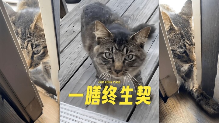 Saat kamu sekali saja memberi makan kucing jalanan, ia langsung menganggapmu sebagai tuannya (pada a