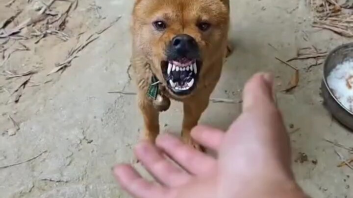 กู๋จื่อ: ก็แค่ล้อเล่นกับคุณนี่เอง ดูสิ คุณยังเอาจริงเสียด้วย