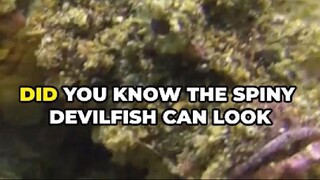 Spiny Devilfish: Venom in Disguise