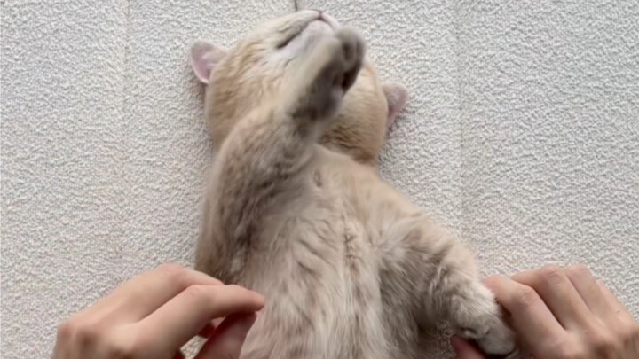 Yogurt Shake with a Kitten