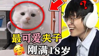 互联网上最爆笑的萌物视频！太呆萌啦！【爆笑萌宠】