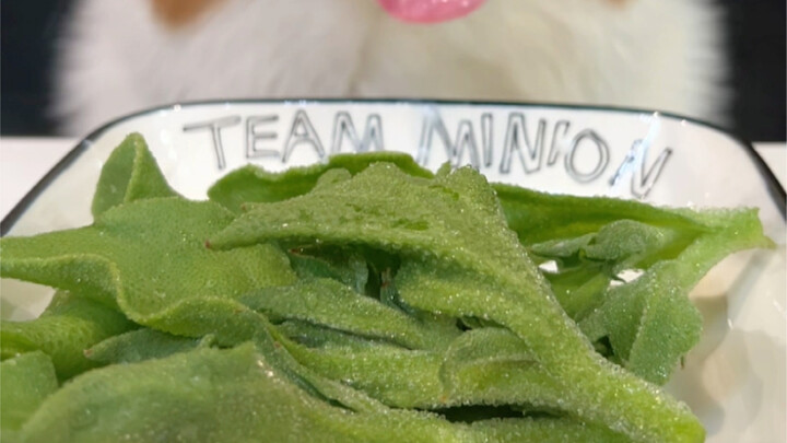 Chó Corgi ăn rau chân vịt chấm sữa chua