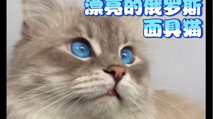 Beautiful Russian Masked Cat