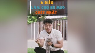 6 điều làm cho bé mèo ghét nhất dcgr tuitienpet LearnOnTikTok pet cat