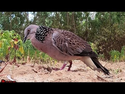 #ลุ้นแทบตายนกป่าคูอ่าง【เจ้าสิงขรEP114】#Bẩy Chim Cu Gáy