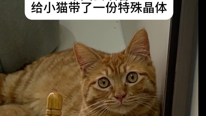 Kucing kecil, bagaimana kalau ini jadi bantalmu?