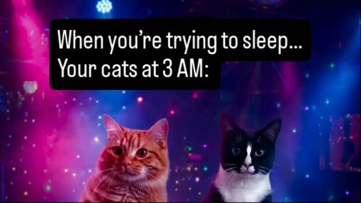 When you're trying to sleep... Your cats at 3 AM: