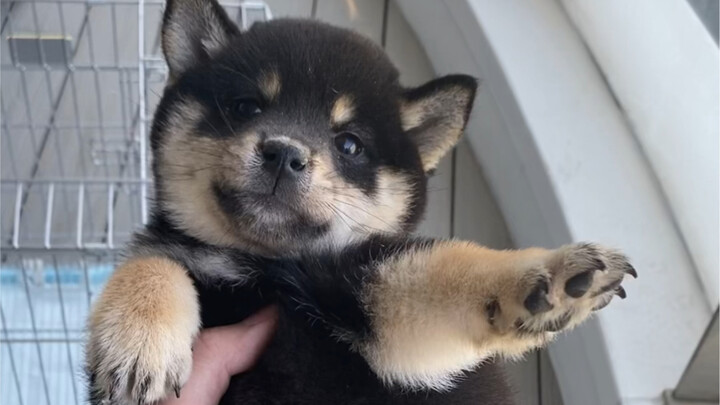 Things to Keep in Mind When Bringing a Puppy Home
